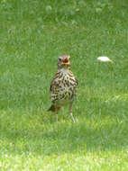 Image of Song Thrush