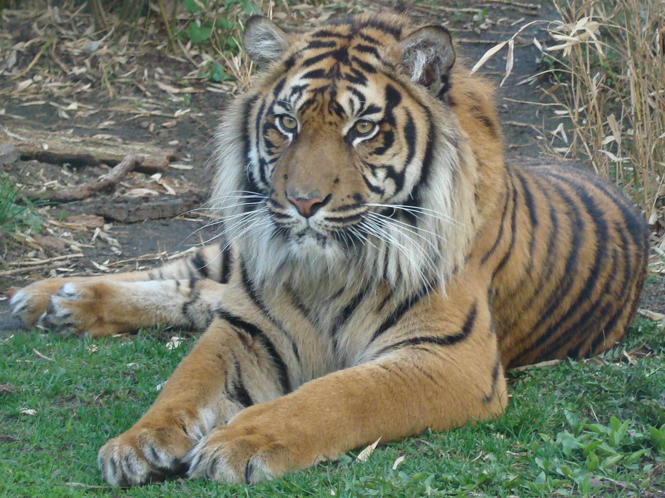 Imagem de Tigre-de-sumatra