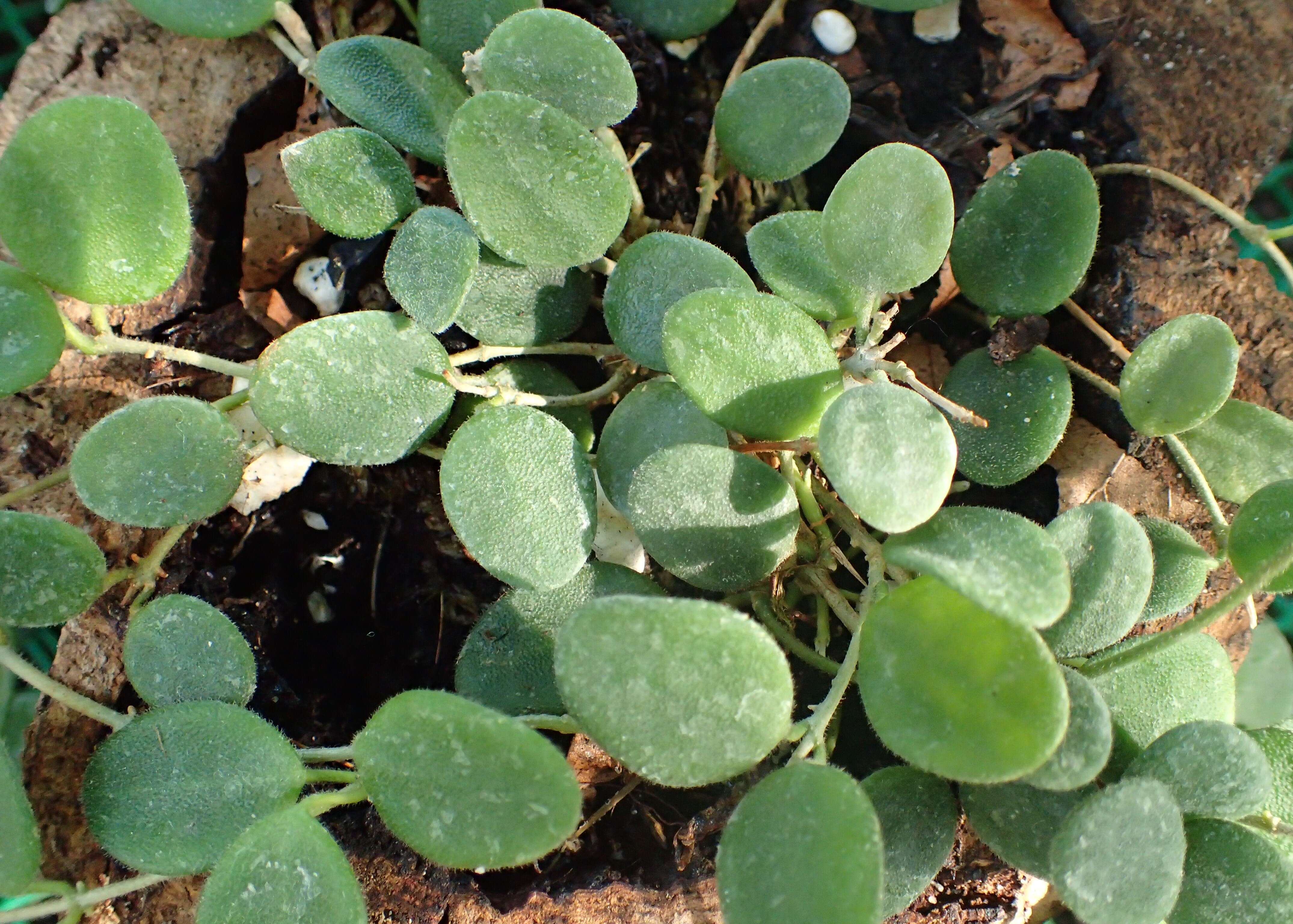 Image of Hoya serpens Hook. fil.