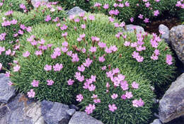 Imagem de Dianthus anatolicus Boiss.