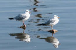 Image of Black-headed Gull