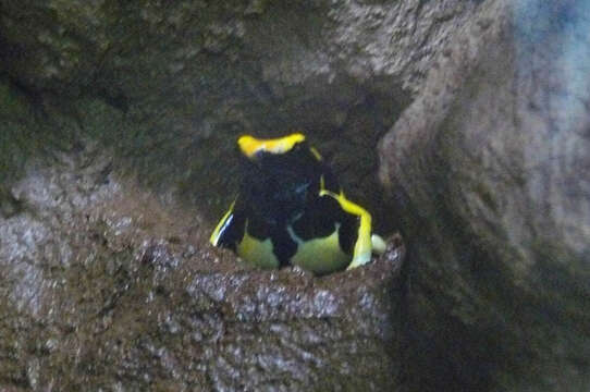 Image of Sanguine Poison Frog