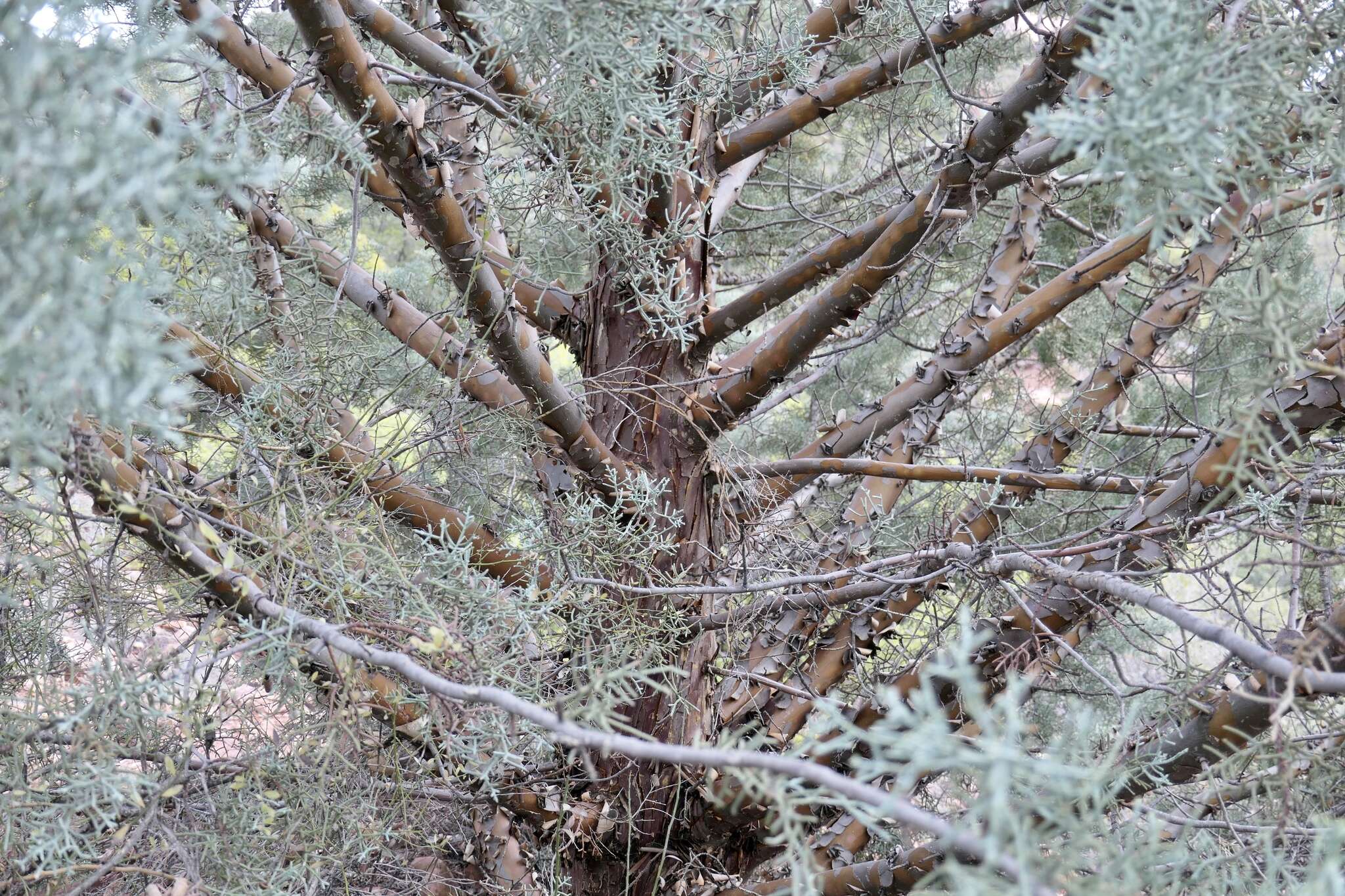 Image de Cupressus arizonica var. glabra (Sudw.) Little