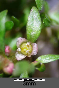 Image of Mudwort