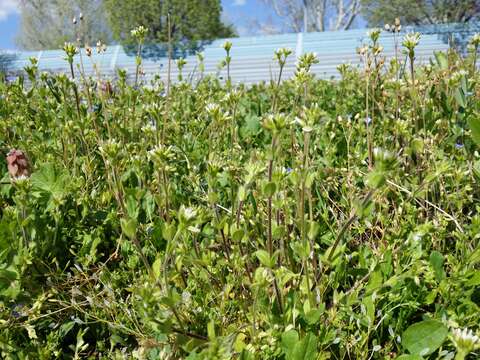 Image of sticky chickweed