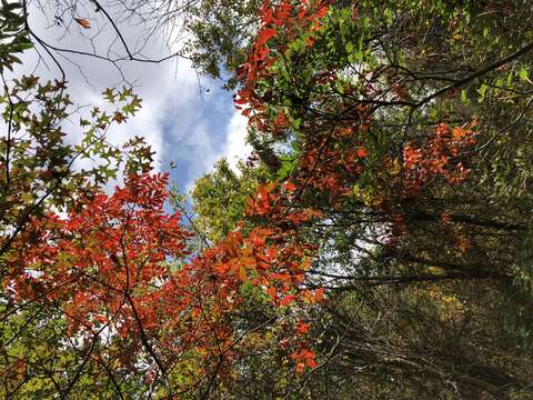 Image de Rhus copallinum