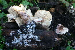 Image of Lepiota subincarnata J. E. Lange 1940