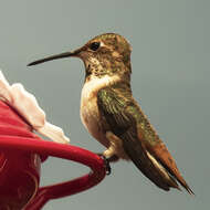 Image of Allen's Hummingbird
