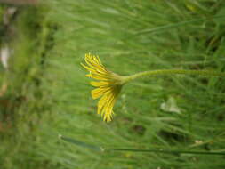 Doronicum plantagineum L. resmi