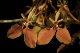 Image of Red Vanda Orchid