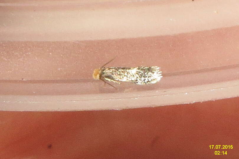 Image of Ectoedemia hannoverella (Glitz 1872) Borkowski 1972