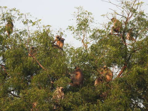 Image of Dussumier's Malabar Langur