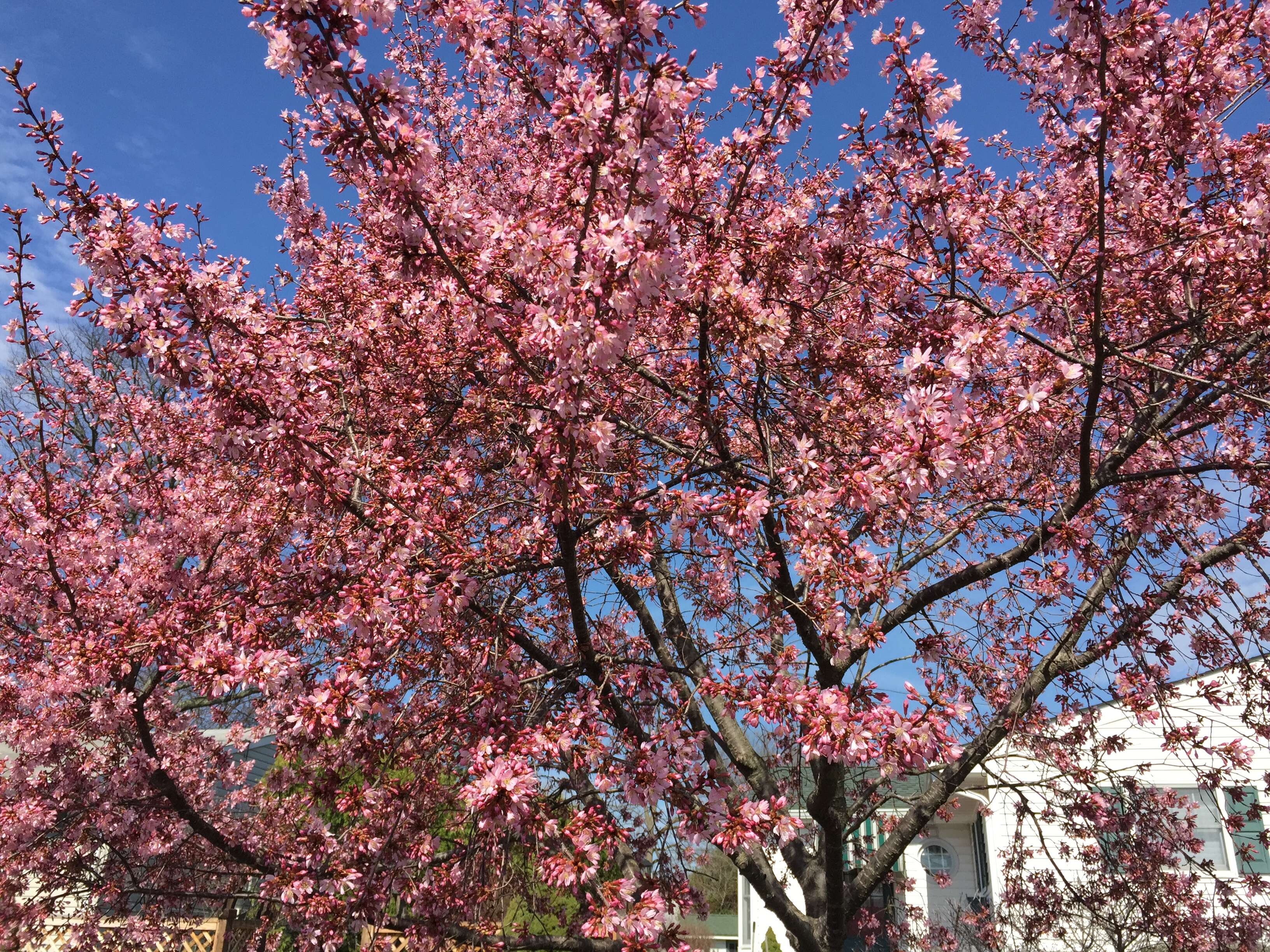 Image of Prunus × incam