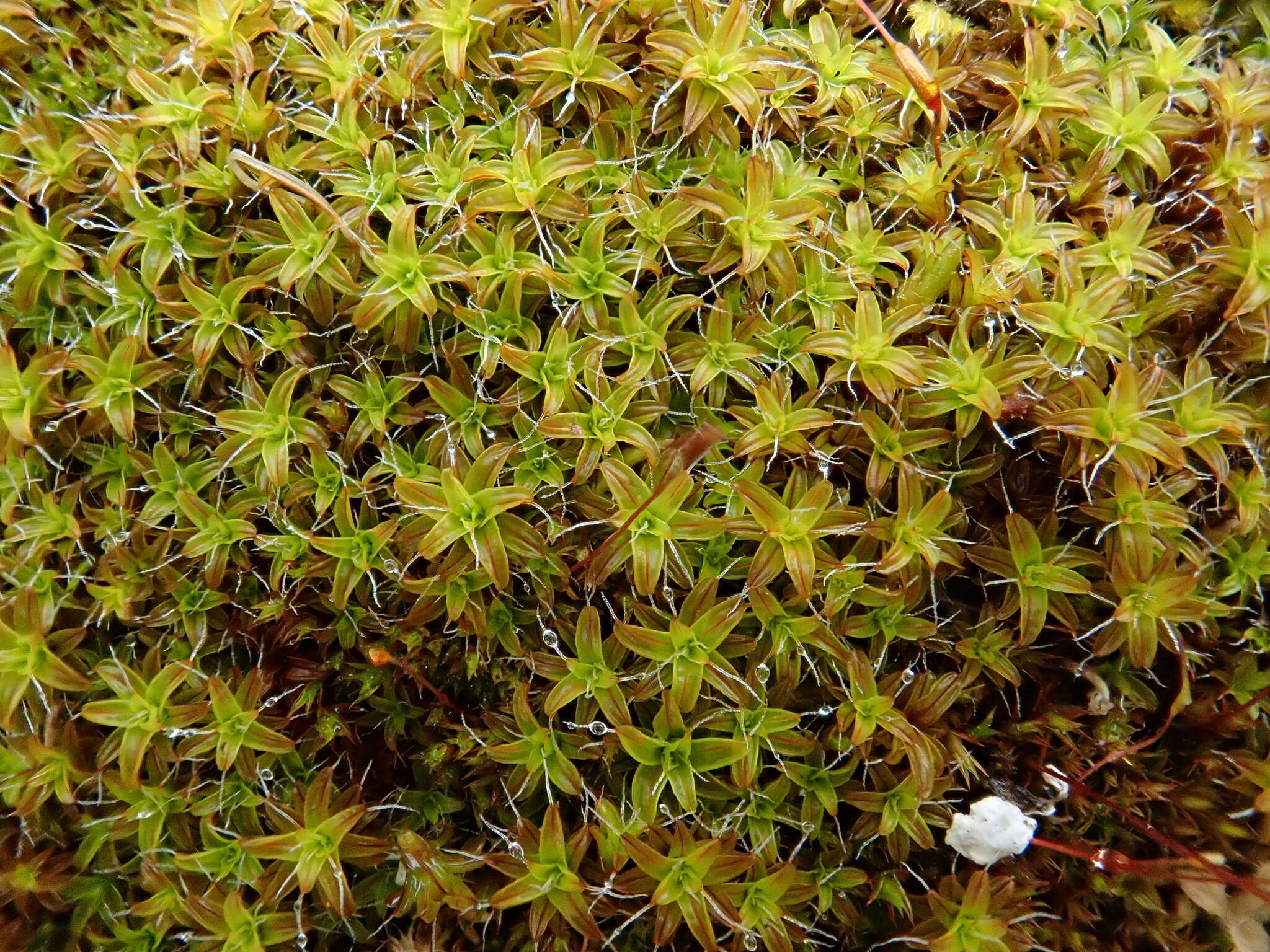 Image of great hairy screw-moss