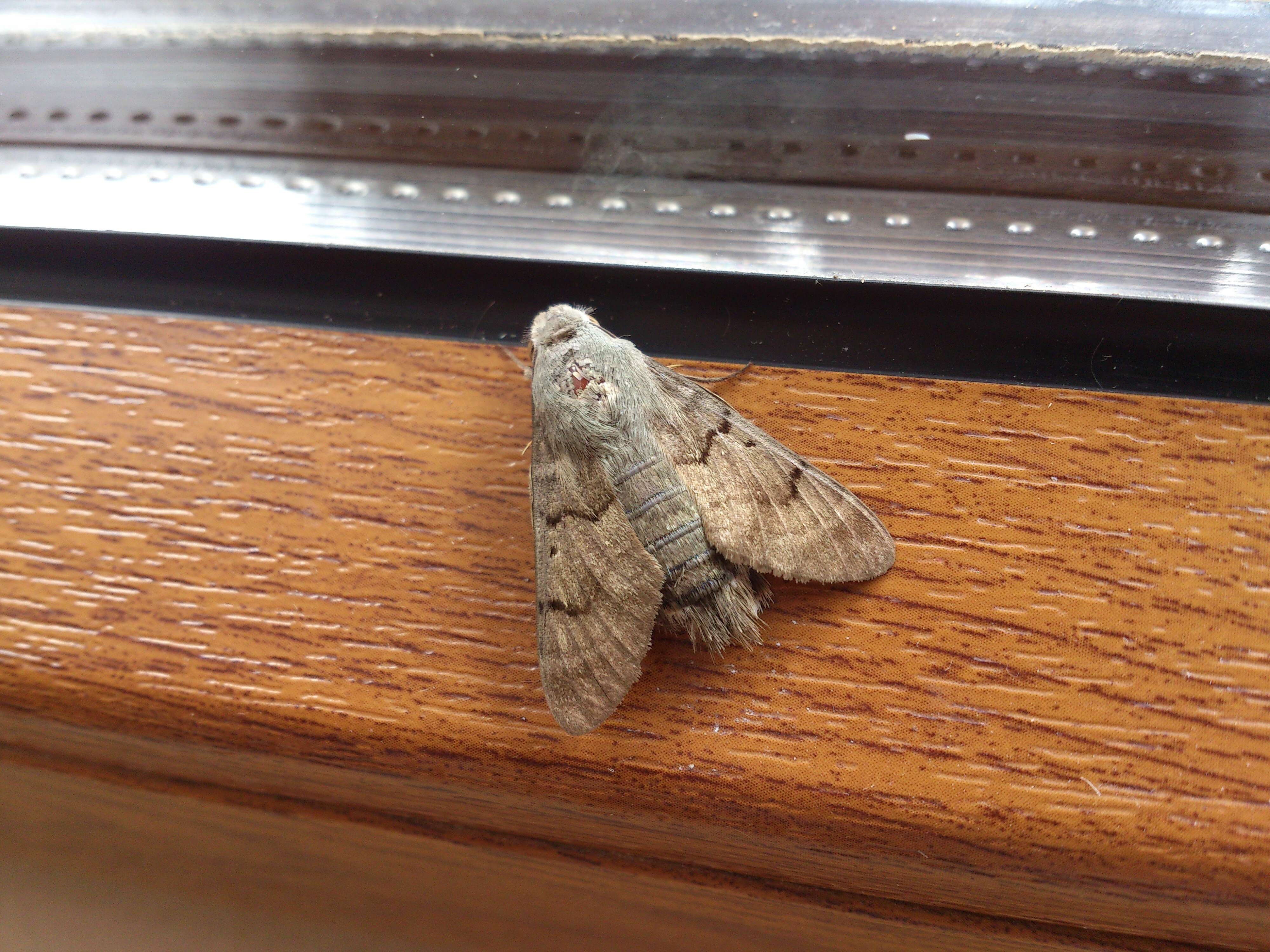 Image of humming-bird hawk moth