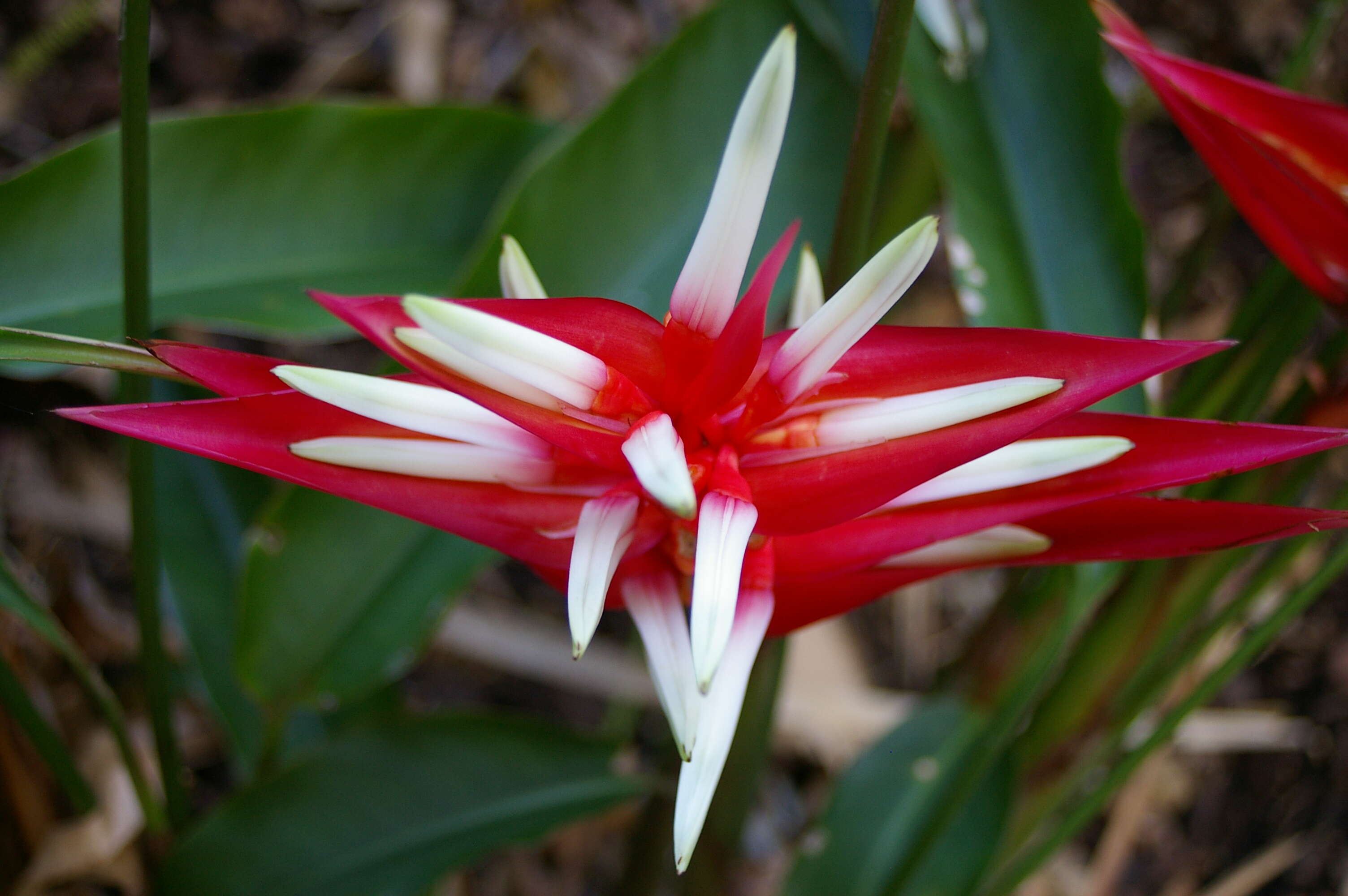 Image of Heliconia angusta Vell.