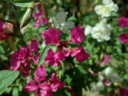 Image of elegant clarkia