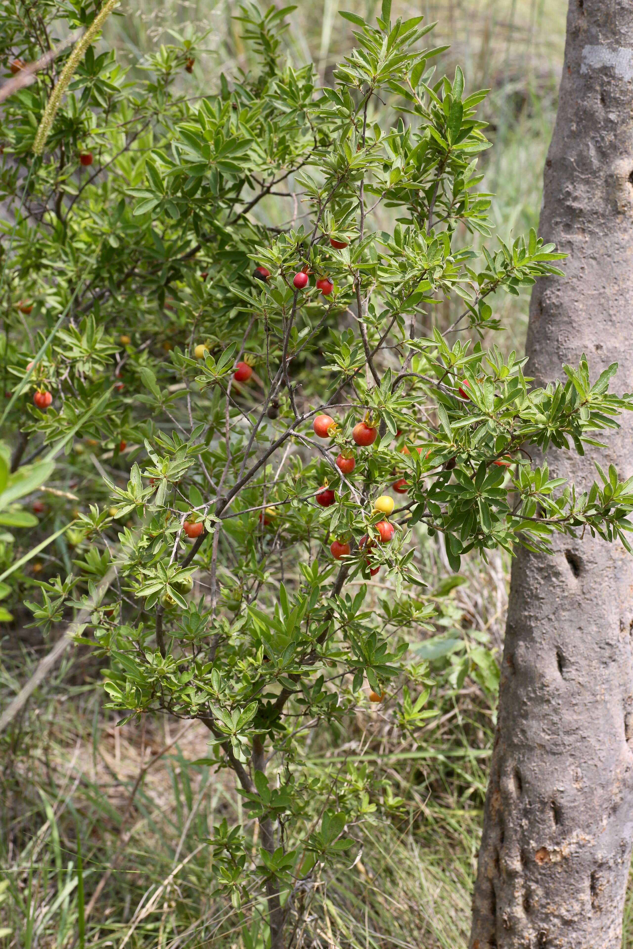 Diospyros lycioides Desf.的圖片