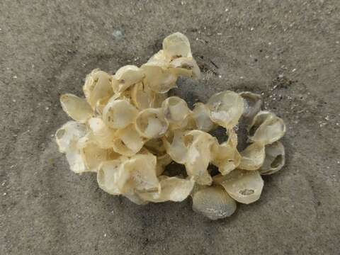 Image of Common whelk