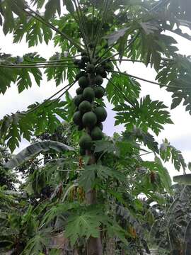 Image of papaya