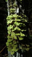 Sivun Coenogonium kuva