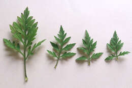 Image of annual ragweed