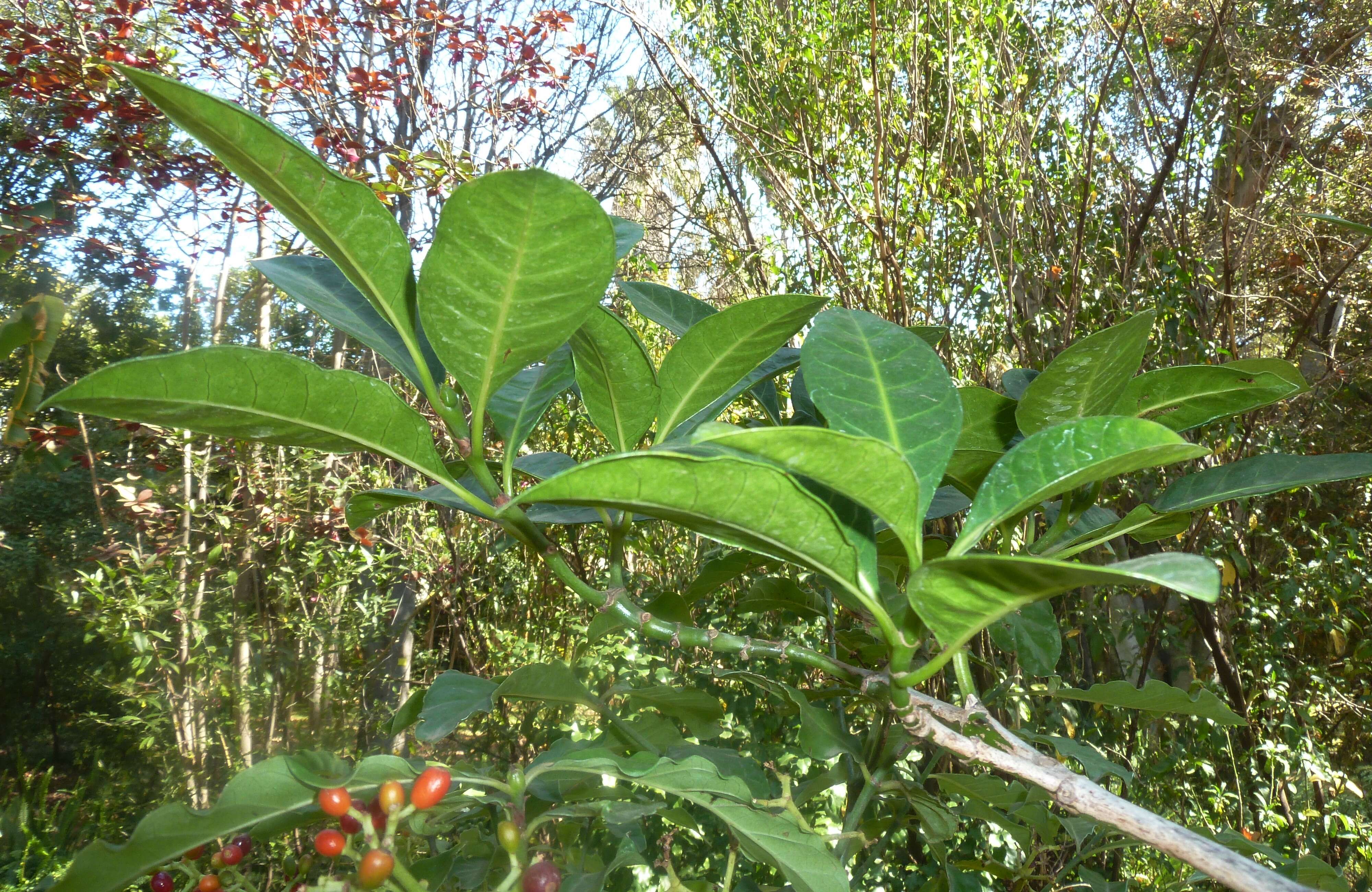 Image of Black bird-berry