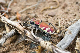 Image de Cicindela (Cicindela) formosa Say 1817