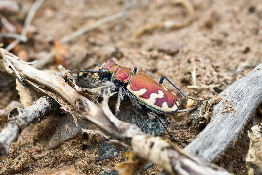 Image of Big Sand Tiger Beetle