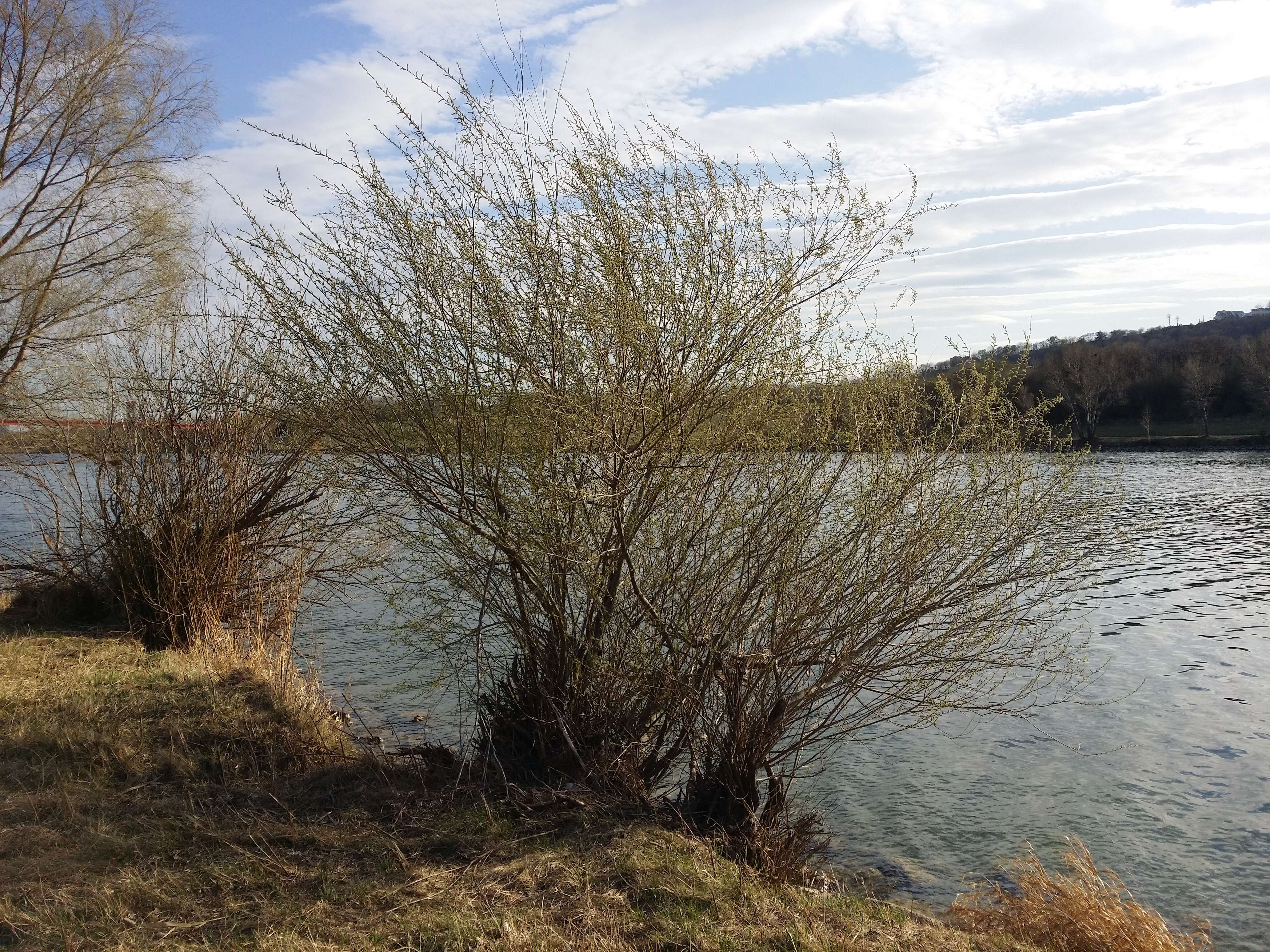 Imagem de Salix purpurea L.