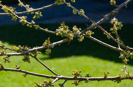 Image of sour cherry