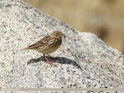 Image of Rosy Pipit