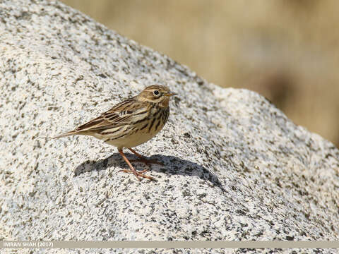 Image of Rosy Pipit