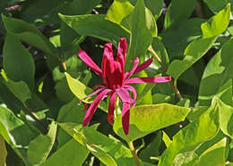 Image de Calycanthus occidentalis Hook. & Arn.