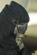 Image of Red-tailed Black-Cockatoo