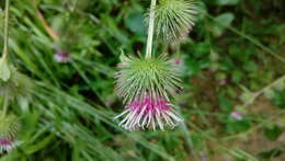 Image of common burdock