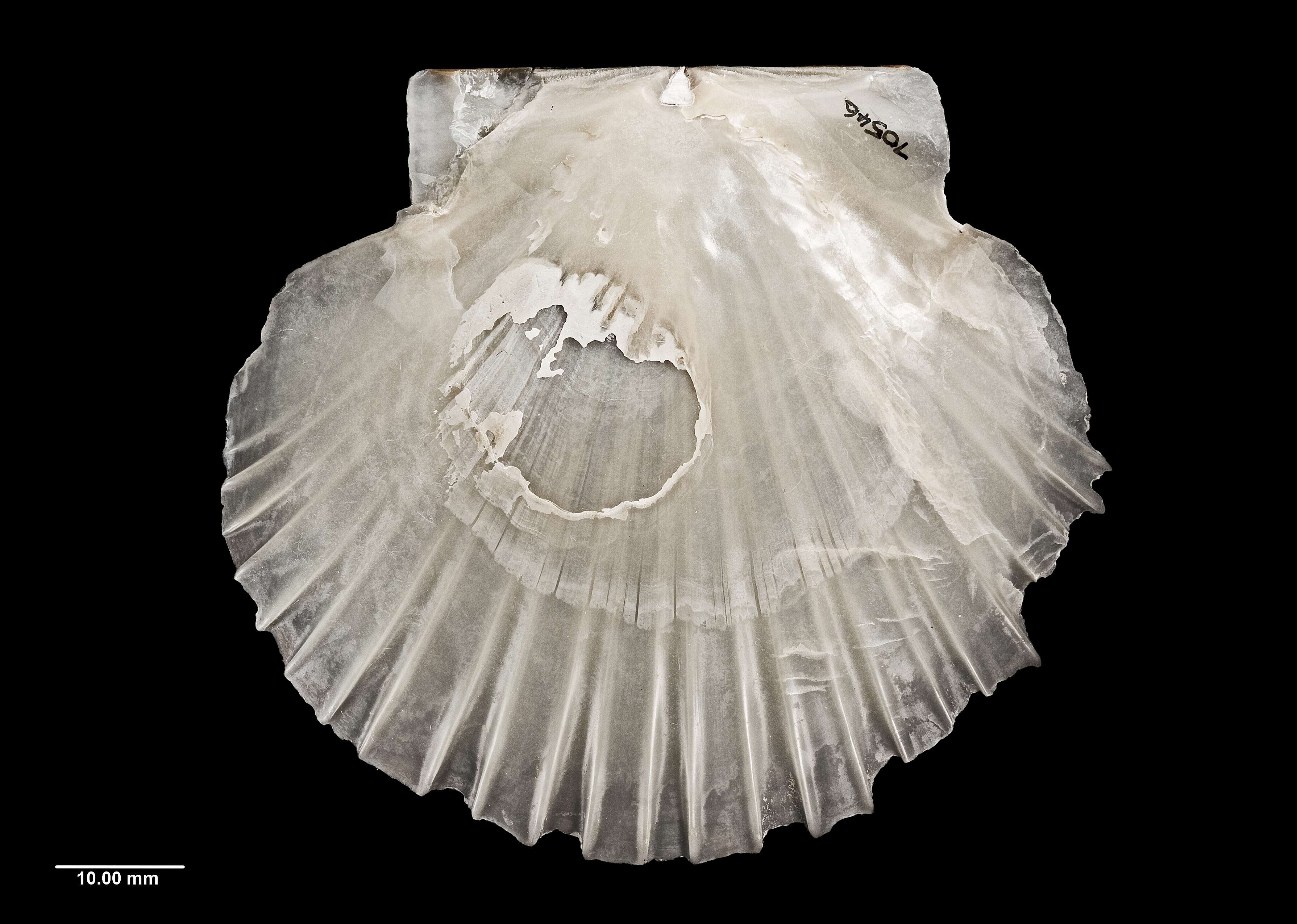 Image of New Zealand scallop