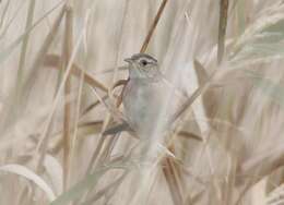 Image of Sedge Wren