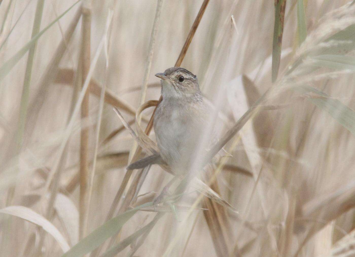 Image of Sedge Wren