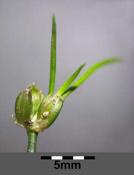 Juncus bulbosus L. resmi