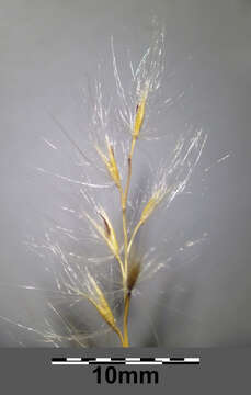 Imagem de Miscanthus sacchariflorus (Maxim.) Benth. & Hook. fil. ex Franch.