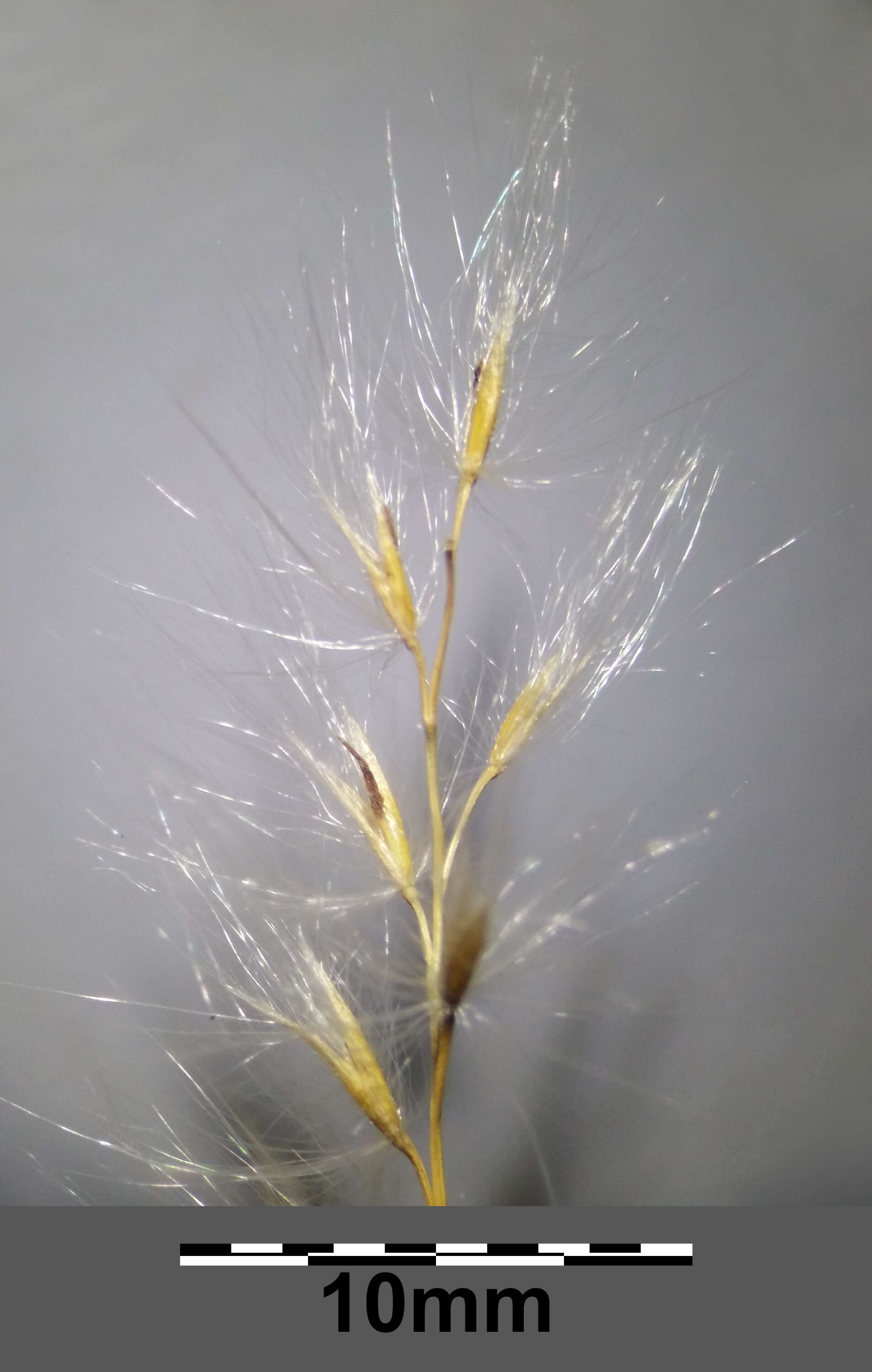 Imagem de Miscanthus sacchariflorus (Maxim.) Benth. & Hook. fil. ex Franch.