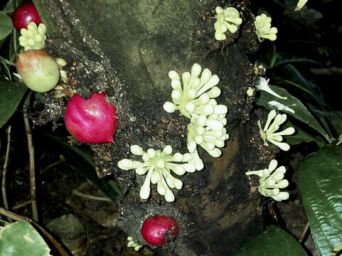 Image of Phaleria capitata Jack