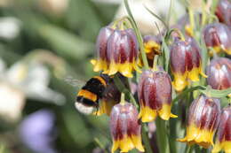 Image of Fritillaria michailovskyi Fomin