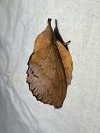 Image of lappet moth