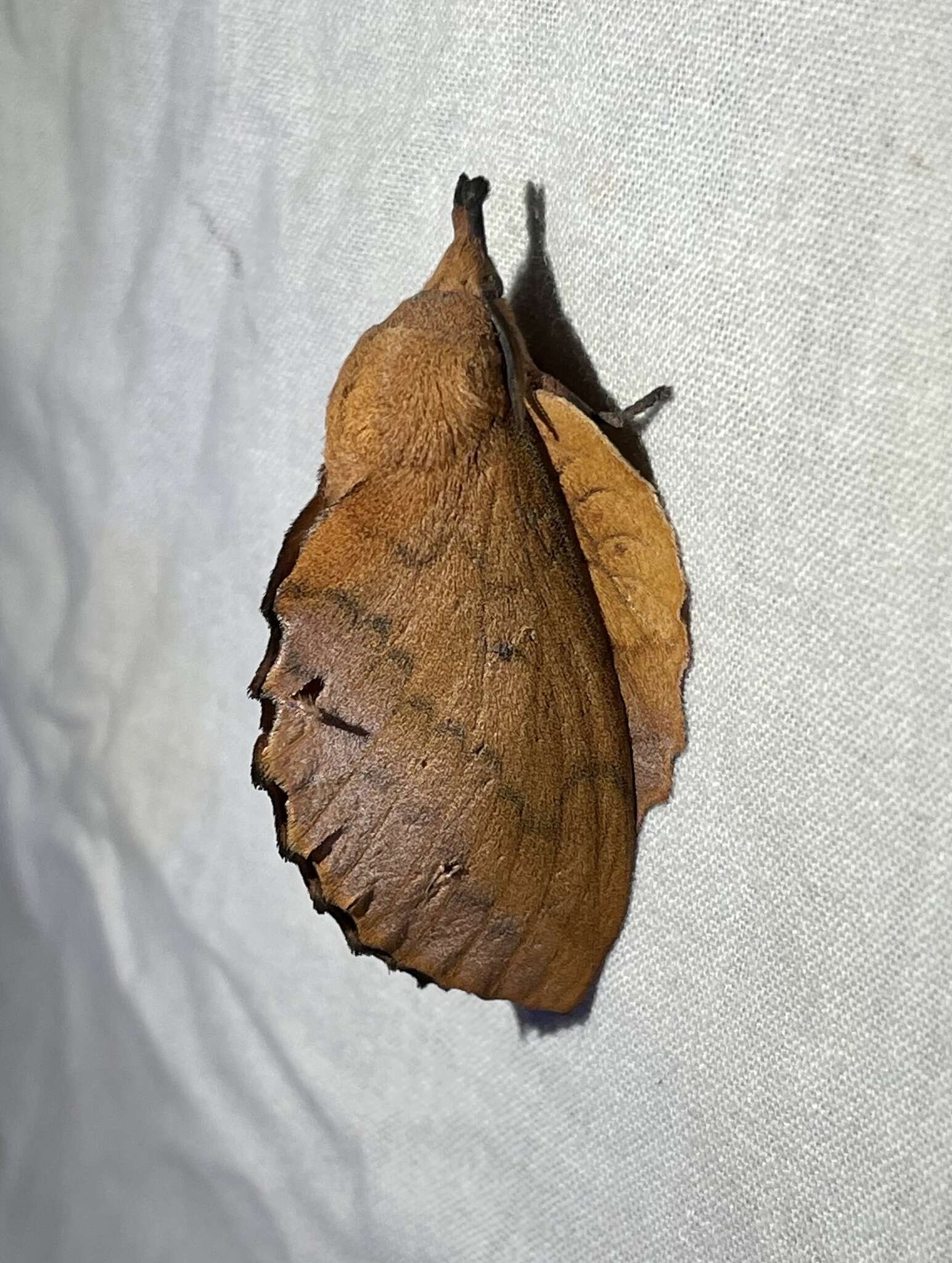 Image of lappet moth