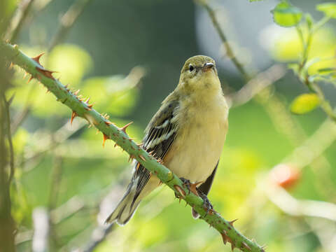 Imagem de Setophaga castanea (Wilson & A 1810)