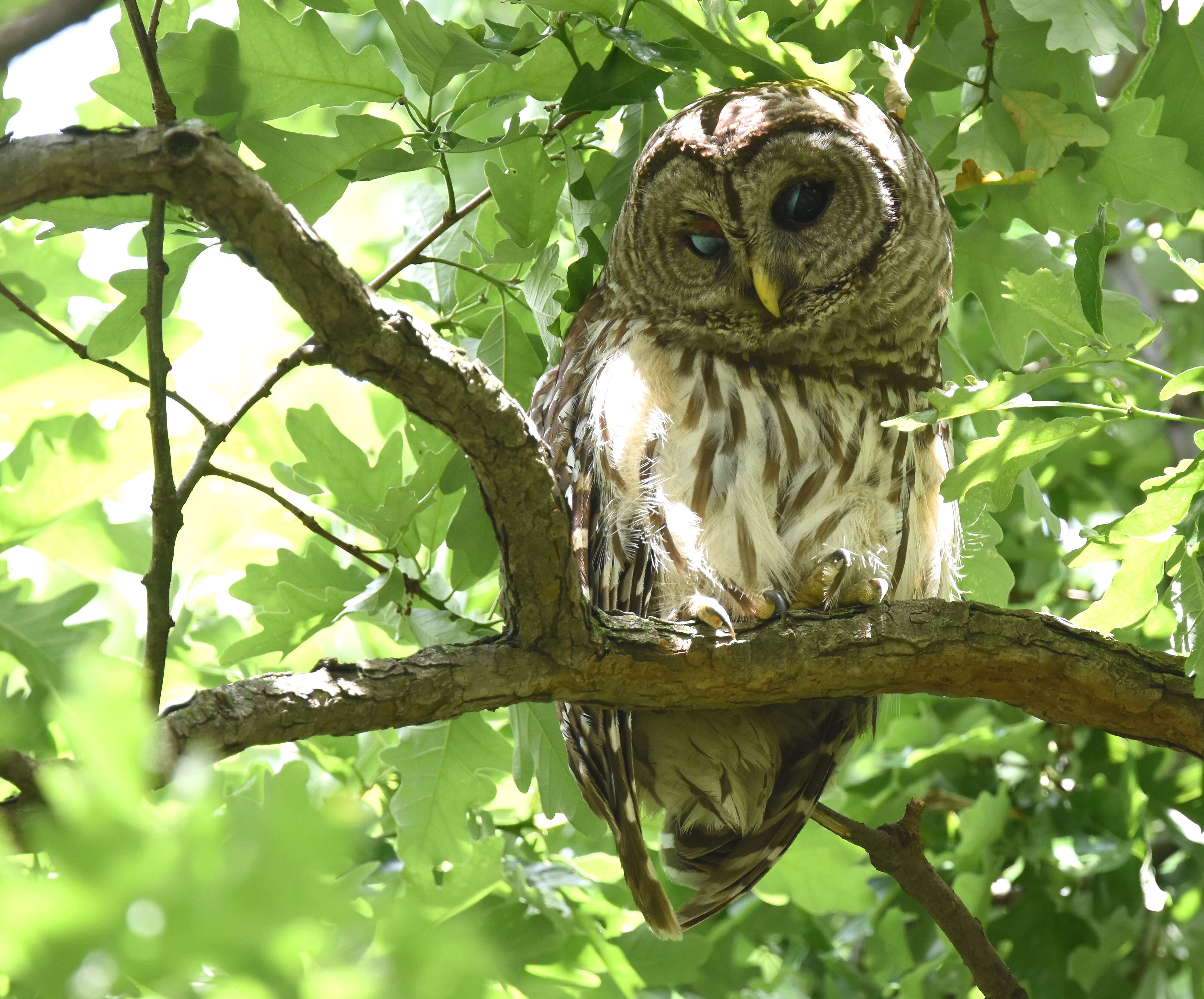 Image of Barred Owl