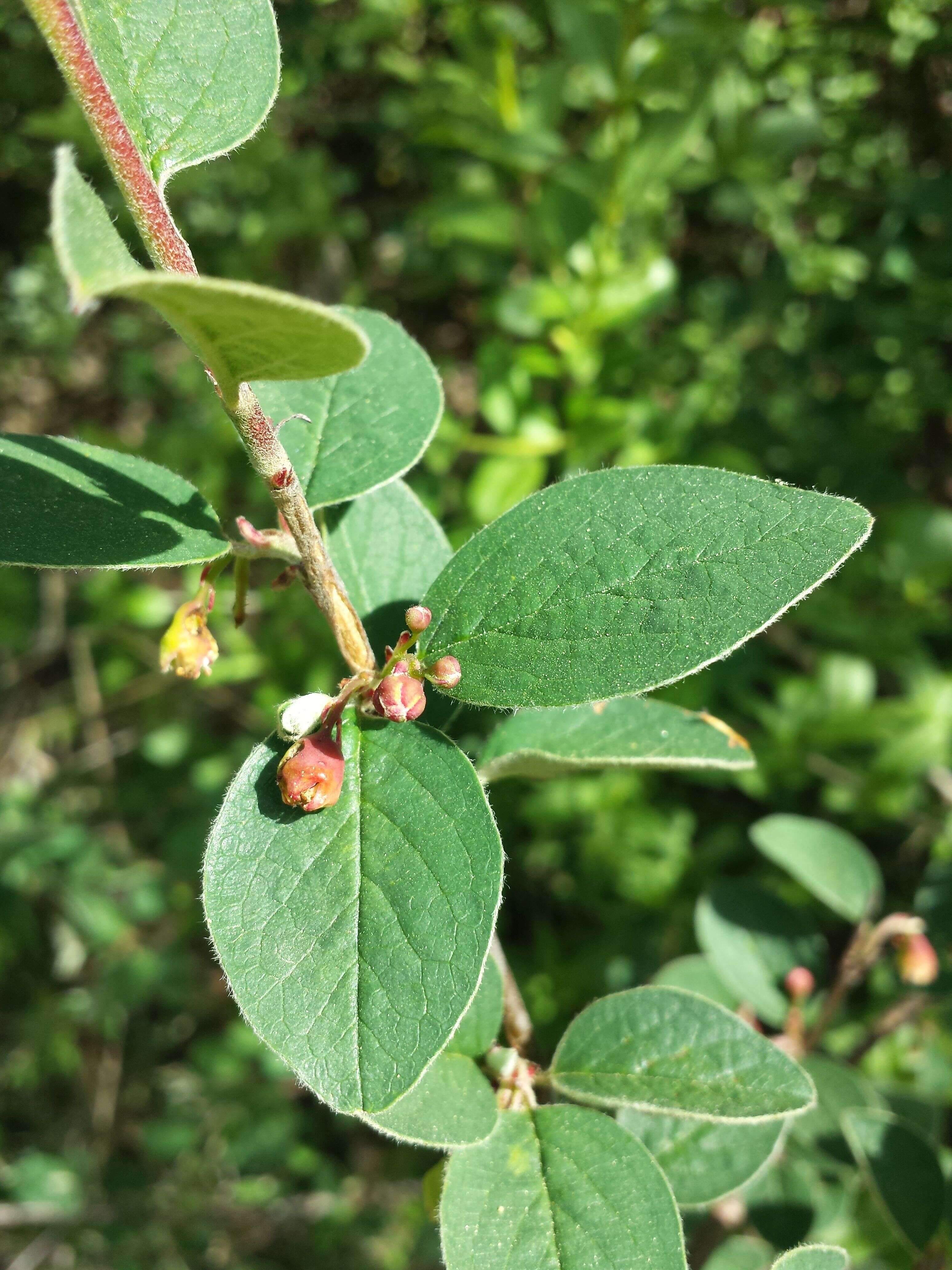 صورة Cotoneaster integerrimus Medik.