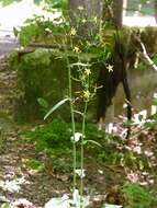 صورة Lactuca muralis